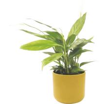 Lopatkovec Spathiphyllum ve žlutém květináči, pokojová rostlina se zelenými listy a bílým květem.