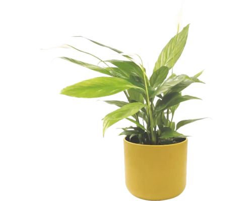 Lopatkovec Spathiphyllum ve žlutém květináči, pokojová rostlina se zelenými listy a bílým květem.