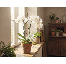 Bílá orchidej v terakotovém květináči na dřevěném okenním parapetu v prosvětlené místnosti s dalšími pokojovými rostlinami.