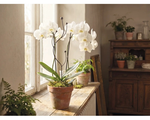 Bílá orchidej v terakotovém květináči na dřevěném okenním parapetu v prosvětlené místnosti s dalšími pokojovými rostlinami.