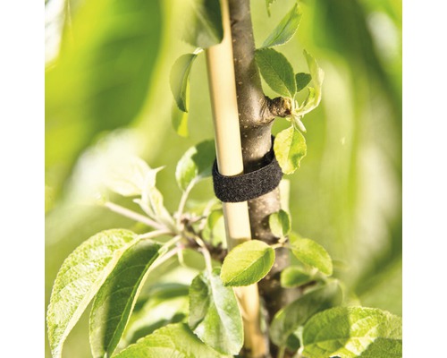 Strom s upevňovacím popruhem pro stabilizaci na podpěrném sloupku