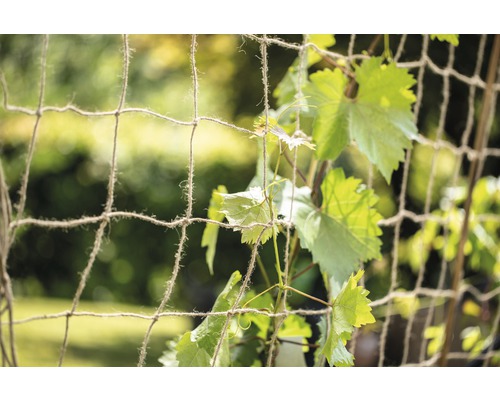 Zahradní plot s vinnou révou