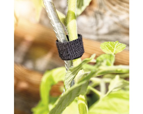 Stonek rostliny připevněný suchým zipem k opoře rostliny