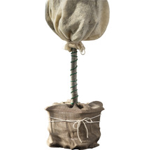 Rostlina v jutovém pytli se zimní ochranou