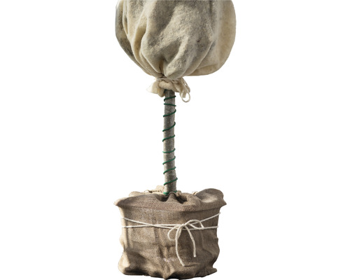 Rostlina v jutovém pytli se zimní ochranou