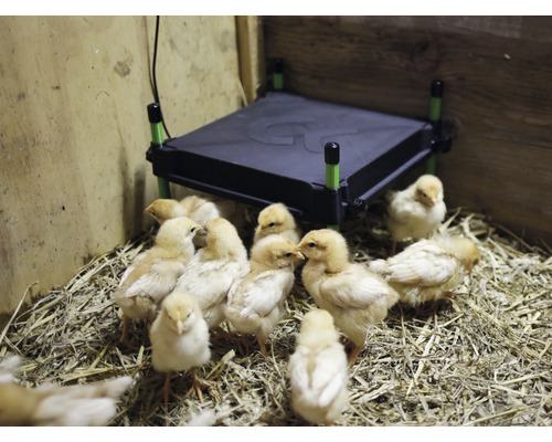 Kuřata pod vyhřívací deskou ve stáji