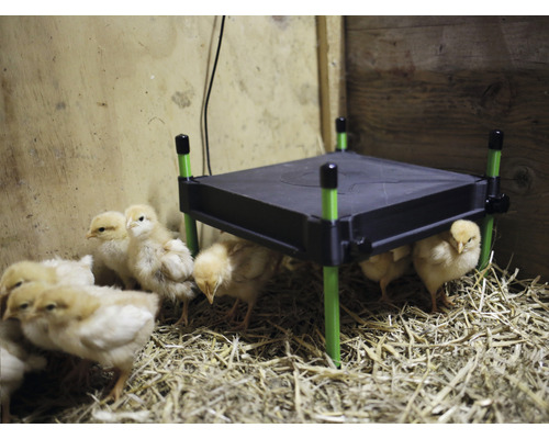 Kuřata pod topnou deskou ve stáji