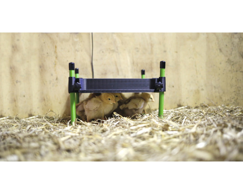 Kuřata pod topnou deskou ve stáji