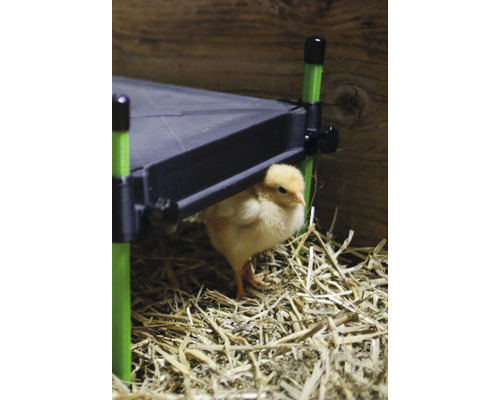 Kuře pod vyvýšenou plošinou ve slámě.