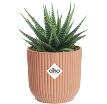 Rostlina v květináči Haworthia v žebrovaném květináči s logem Elho