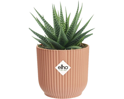 Rostlina v květináči Haworthia v žebrovaném květináči s logem Elho