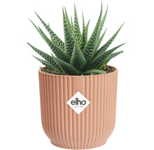 Rostlina Haworthia v květináči s vertikálními drážkami a logem Elho.