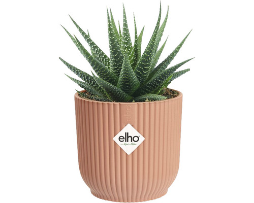 Pokojová rostlina Haworthia v květináči