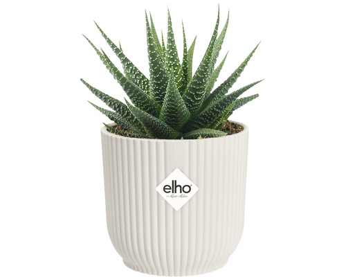 Rostlina Haworthia v květináči Elho