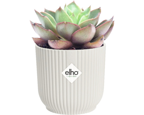 Sukulent v žebrovaném květináči