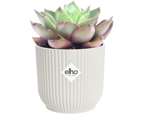 Sukulent v žebrovaném květináči