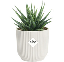 Rostlina Haworthia v bílém květináči