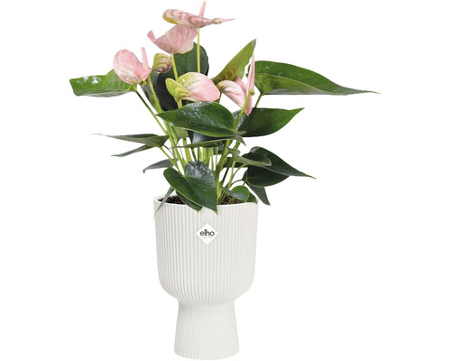 Anturie s růžovými květy v bílém květináči