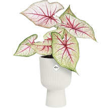 Obal na květináč plastový elho Vibes fold coupe Ø14 x 14,5 cm bílý