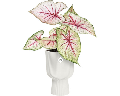 Rostlina kaládium v květináči