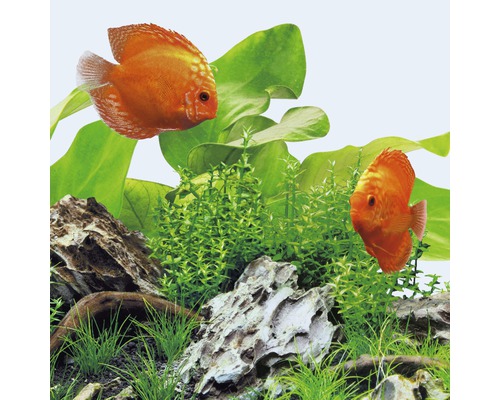 Akvarijní scéna se dvěma terčovci, rostlinami a kameny