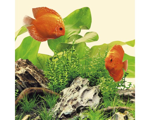 Dekorace akvária s terčovci, vodními rostlinami a kameny