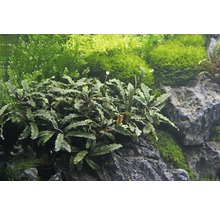 Akvarijní rostlina Bucephalandra na kameni