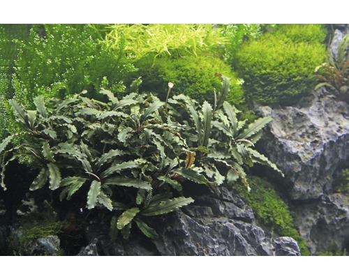 Akvarijní rostlina Bucephalandra na kameni