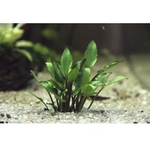 Akvarijní rostlina na štěrkovém dně