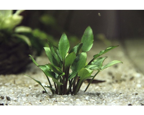 Akvarijní rostlina na štěrkovém dně
