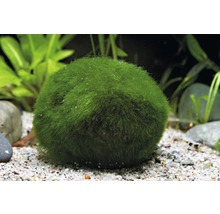 Mechová koule v akváriu