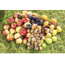 Ovoce a ořechy leží na trávě