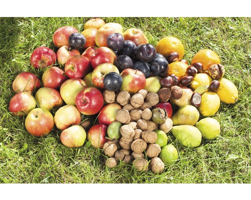 Ovoce a ořechy leží na trávě