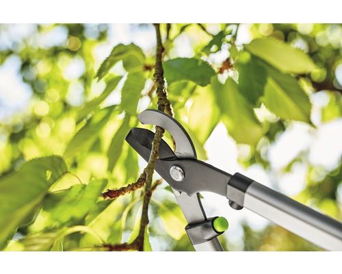 Nůžky na větve stříhají větev před zelenými listy