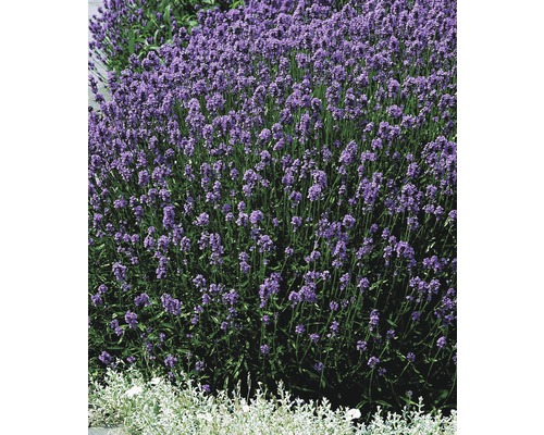 Levandule FloraSelf Lavandula angustifolia 'Hidcote Blue'