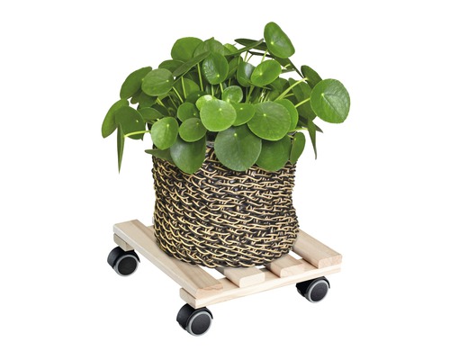 Čínský strom peněz v košíku na podstavci s kolečky