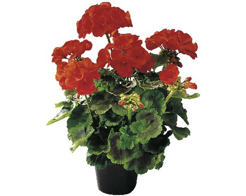 Pelargonie, muškát vzpřímený FloraSelf Pelargonium zonale Ø 10,5 cm 1 ks, různé druhy