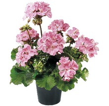 Pelargonium zonale Ø 12 cm květináč, různé druhy-thumb-0 Pelargonium zonale Ø 12 cm květináč, různé druhy-thumb-0