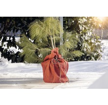 Sazenice borovice v jutovém pytli pro zahradu