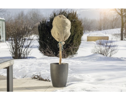 Zasazený strom se zimní ochranou ve sněhu