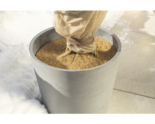 Rostlina v květináči se zimní ochranou na zahradě.