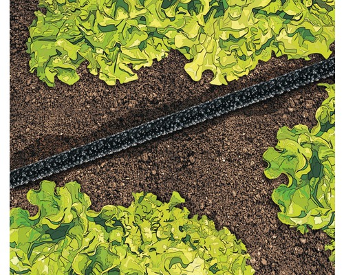 Kapková hadice v zahradě pro zavlažování salátových rostlin