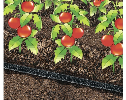 Ilustrace zahrady s rajčaty a zavlažovací hadicí