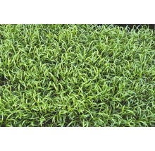 Detailní záběr travního drnu