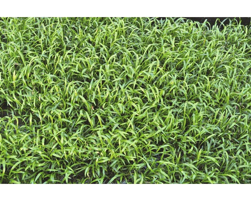 Detailní záběr travního drnu