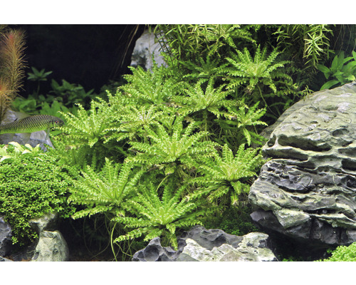 Akvárium s vodními rostlinami a skalami