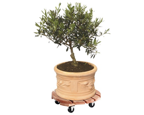 Olivovník v květináči na vozíku na rostliny