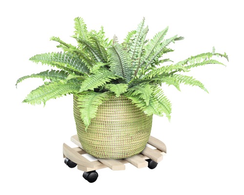 Hrnková rostlina v košíku na kolečkách pod květináč