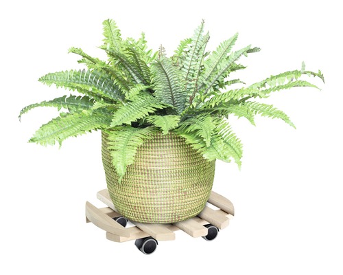 Zelená kapradina v proutěném květináči na dřevěném podstavci s kolečky