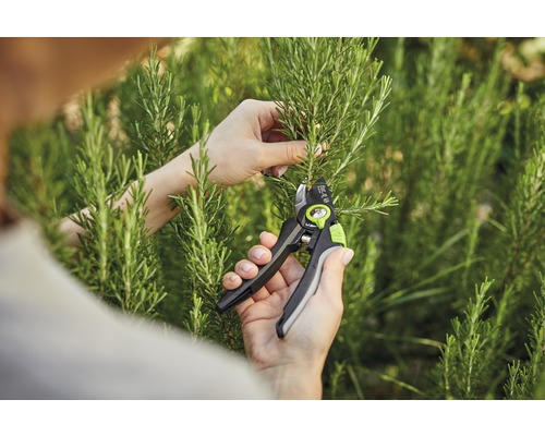 Zahradní nůžky při stříhání rozmarýnu